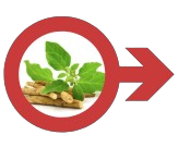 अश्वगंधा