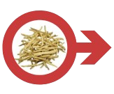 अश्वगंधा