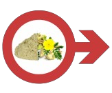 अश्वगंधा